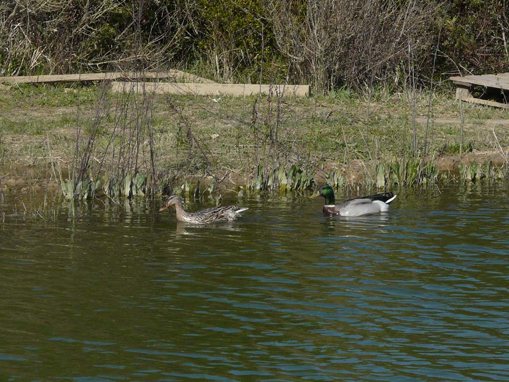 Lago artificiale da naturalizzare in piena Maremma!